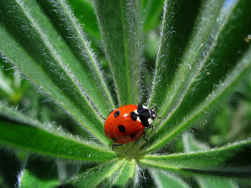 seven-spotted ladybug on a lupine leaf (Coccinella septempunctata, Lupinus sp.) [Seven-Mile Hill, Chenoweth, Wasco County, Oregon]