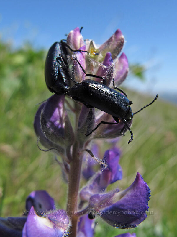 beetlemania [Seven-Mile Hill, Chenoweth, Wasco County, Oregon]
