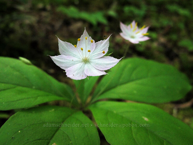 western starflower (Trientalis borealis) [Gorge Trail #400, Columbia River Gorge, Multnomah County, Oregon]