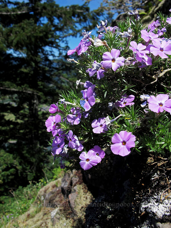 spreading phlox (Phlox diffusa) [Munra Point Trail, Columbia River Gorge, Multnomah County, Oregon]