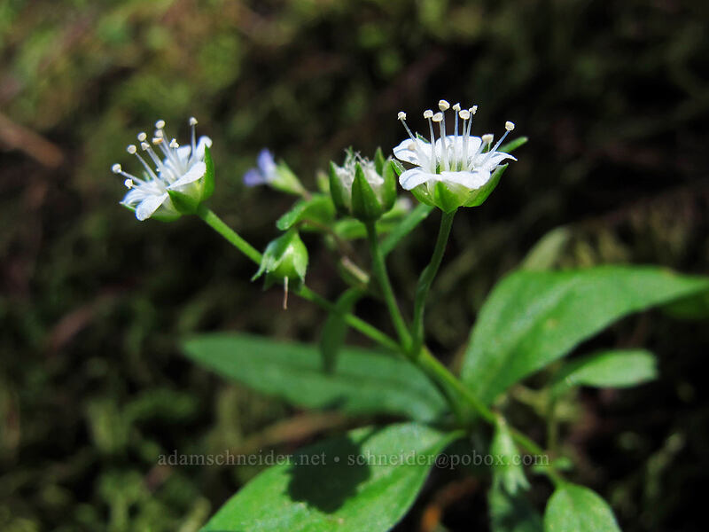 big-leaf sandwort (Moehringia macrophylla) [Munra Point Trail, Columbia River Gorge, Multnomah County, Oregon]