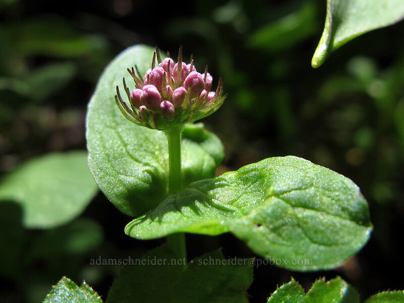 rosy plectritis (Plectritis congesta) [Munra Point Trail, Columbia River Gorge, Multnomah County, Oregon]