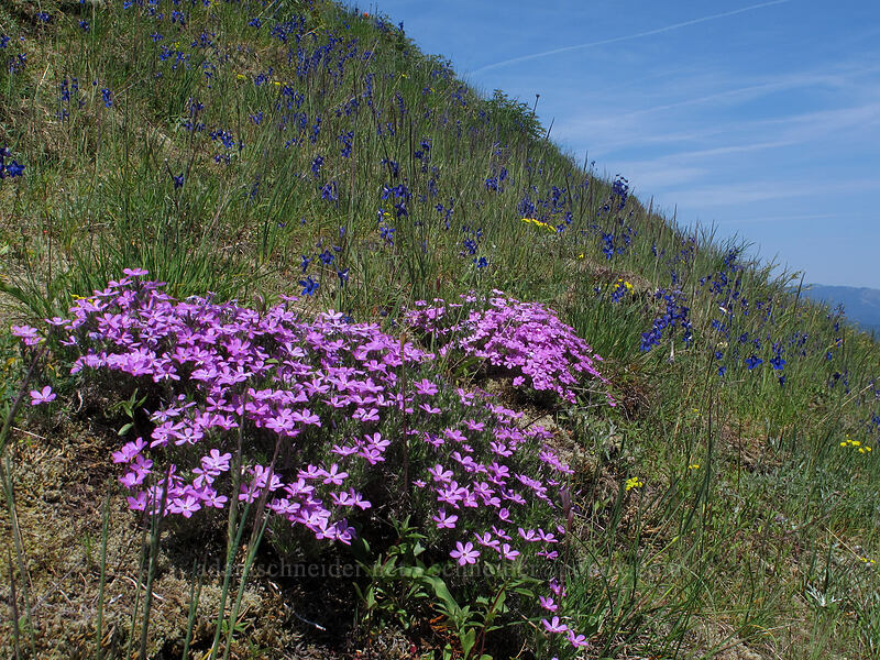 phlox & larkspur (Phlox diffusa, Delphinium sp.) [Munra Point, Columbia River Gorge, Multnomah County, Oregon]