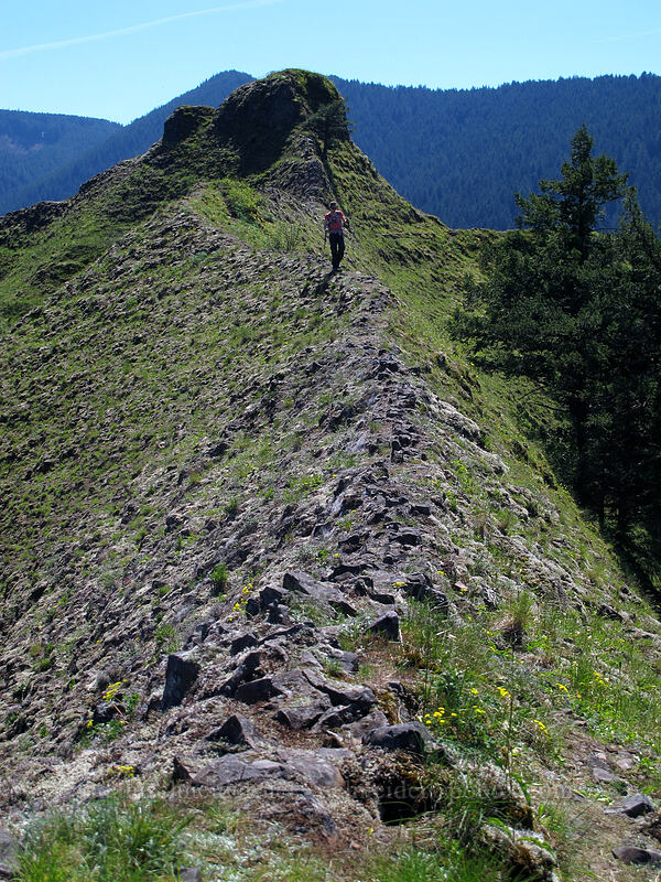 Munra Point's northeast ridge [Munra Point, Columbia River Gorge, Multnomah County, Oregon]