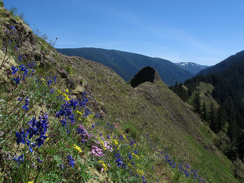 view to the south [Munra Point Trail, Columbia River Gorge, Multnomah County, Oregon]