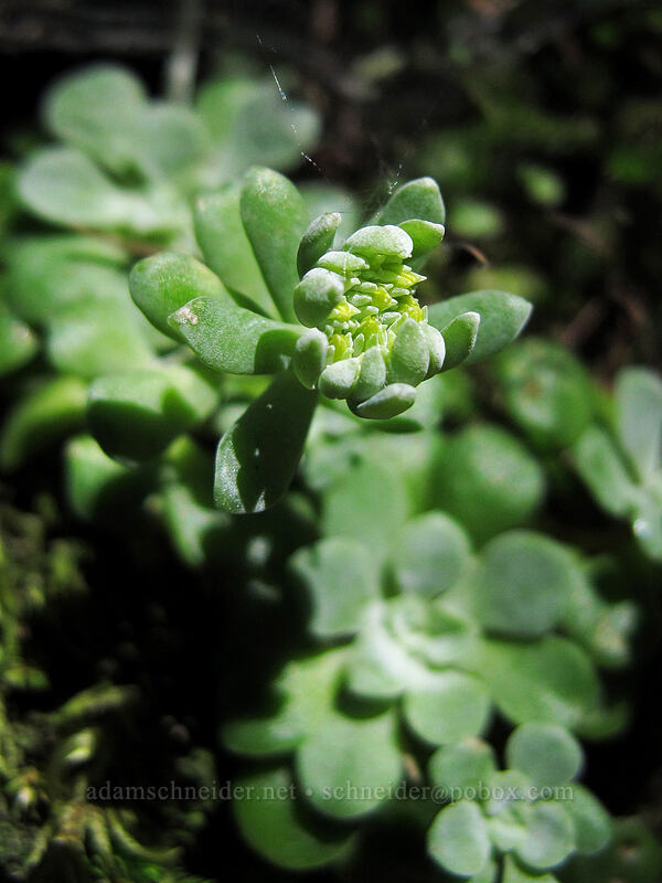 Stonecrop, budding (Sedum sp.) [Munra Point Trail, Columbia River Gorge, Multnomah County, Oregon]