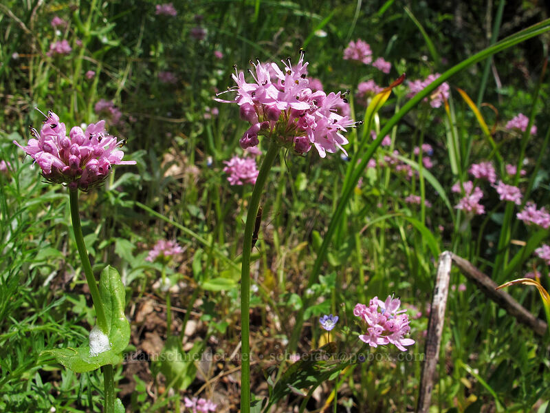 rosy plectritis (Plectritis congesta) [Munra Point Trail, Columbia River Gorge, Multnomah County, Oregon]