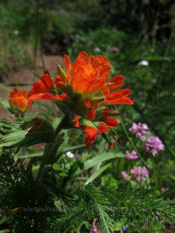 paintbrush & rosy plectritis (Castilleja sp., Plectritis congesta) [Munra Point Trail, Columbia River Gorge, Multnomah County, Oregon]