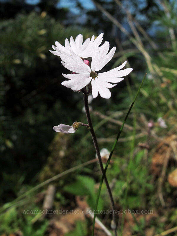 woodland stars (Lithophragma parviflorum) [Munra Point Trail, Columbia River Gorge, Multnomah County, Oregon]