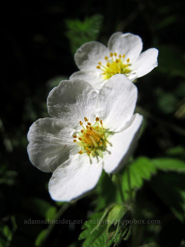 wild strawberries (Fragaria vesca) [Munra Point Trail, Columbia River Gorge, Multnomah County, Oregon]