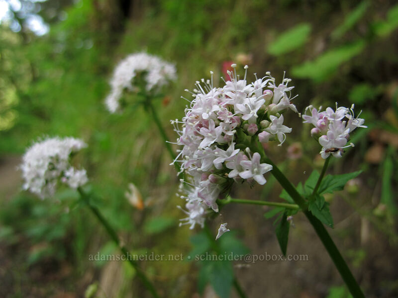 valerian (Valeriana sp.) [Gorge Trail #400, Columbia River Gorge, Multnomah County, Oregon]