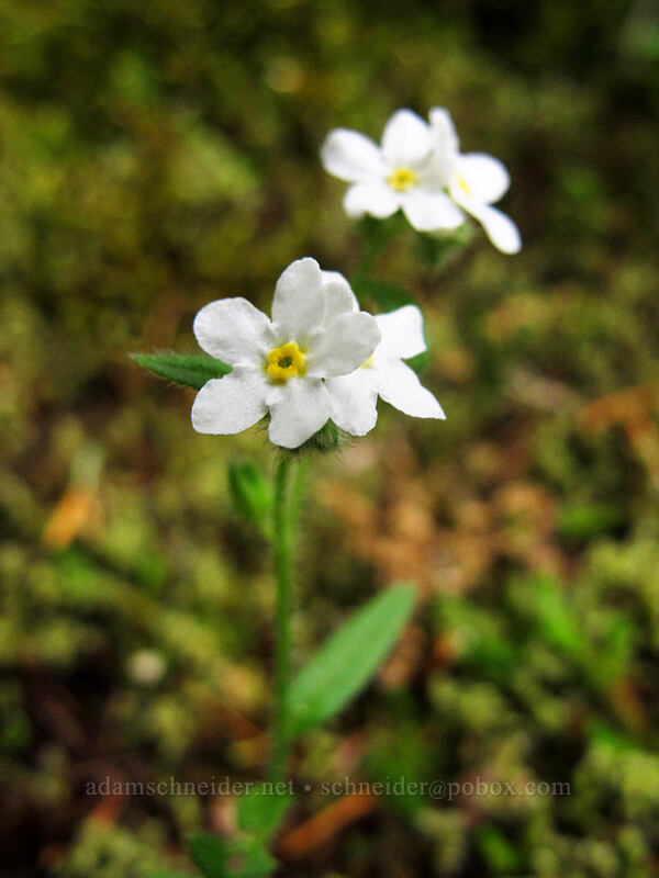 popcorn flower or cryptantha [Rock of Ages Arch, Columbia River Gorge, Multnomah County, Oregon]