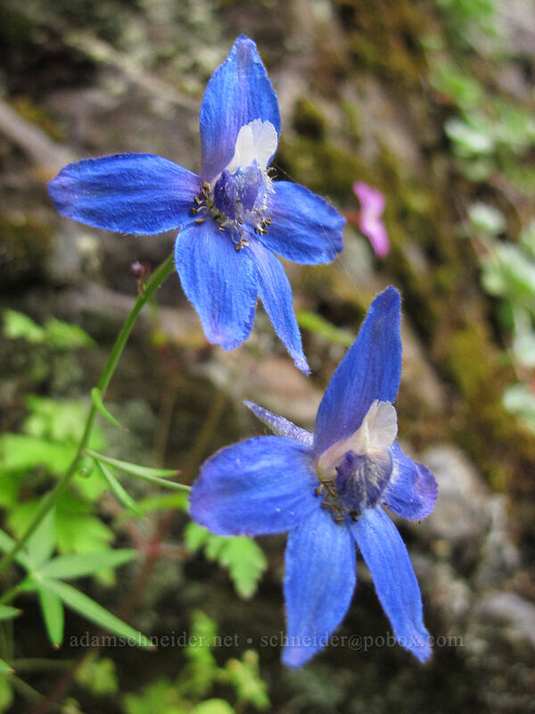 Columbia Gorge larkspur (Delphinium basalticum (Delphinium glareosum)) [Rock of Ages Trail, Columbia River Gorge, Multnomah County, Oregon]