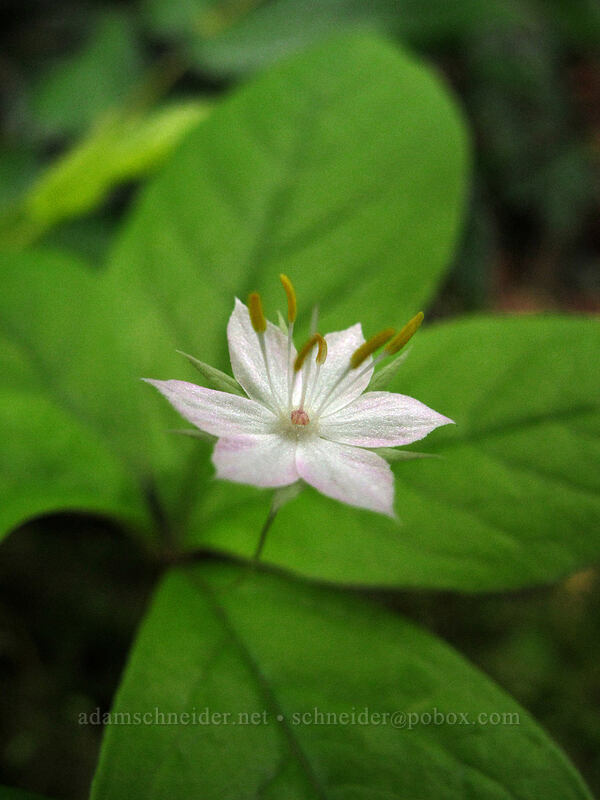 Pacific starflower (Lysimachia latifolia (Trientalis borealis ssp. latifolia)) [Rock of Ages Trail, Columbia River Gorge, Multnomah County, Oregon]