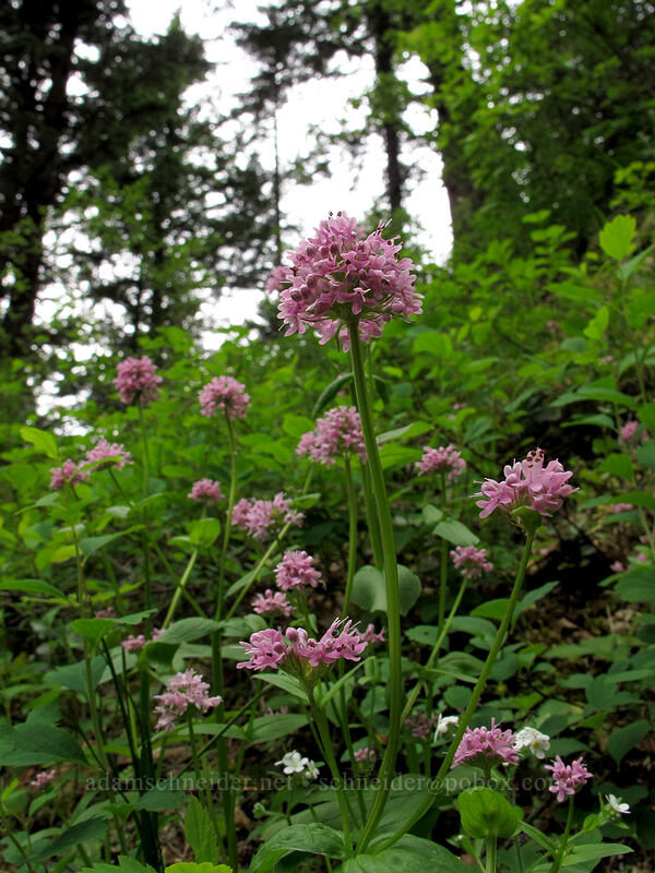 rosy plectritis (Plectritis congesta) [Rock of Ages Trail, Columbia River Gorge, Multnomah County, Oregon]
