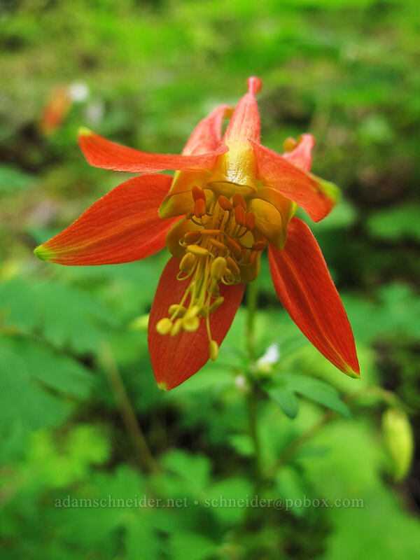 western columbine (Aquilegia formosa) [Horsetail Falls Trail, Columbia River Gorge, Multnomah County, Oregon]