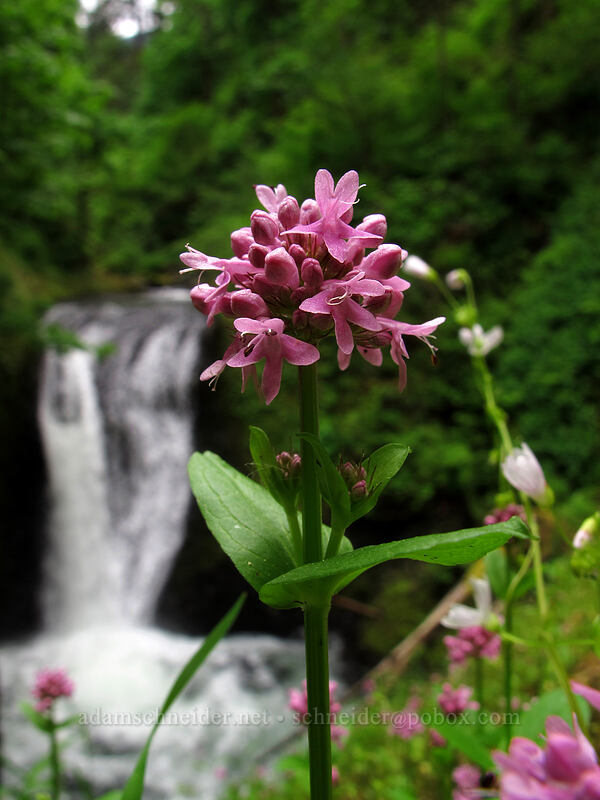 rosy plectritis (Plectritis congesta) [Oneonta Canyon, Columbia River Gorge, Multnomah County, Oregon]