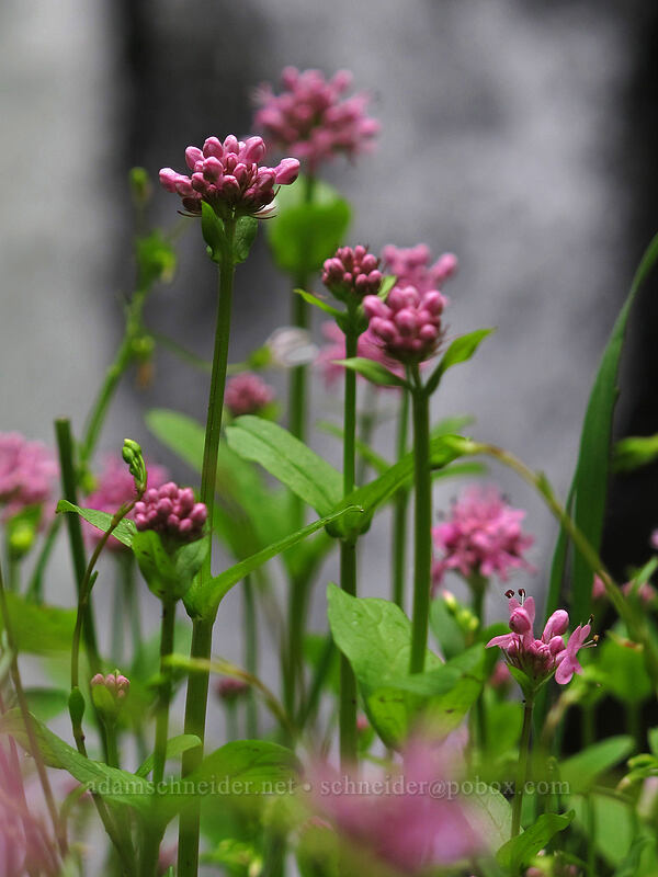 rosy plectritis (Plectritis congesta) [Oneonta Canyon, Columbia River Gorge, Multnomah County, Oregon]