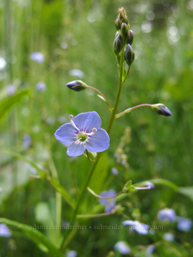 American speedwell (Veronica americana) [Dick Thomas Trail, Skamania County, Washington]