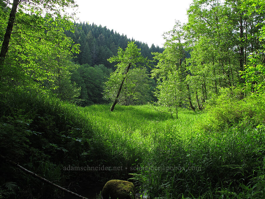 Carpenter Lake [Dick Thomas Trail, Gifford Pinchot National Forest, Skamania County, Washington]