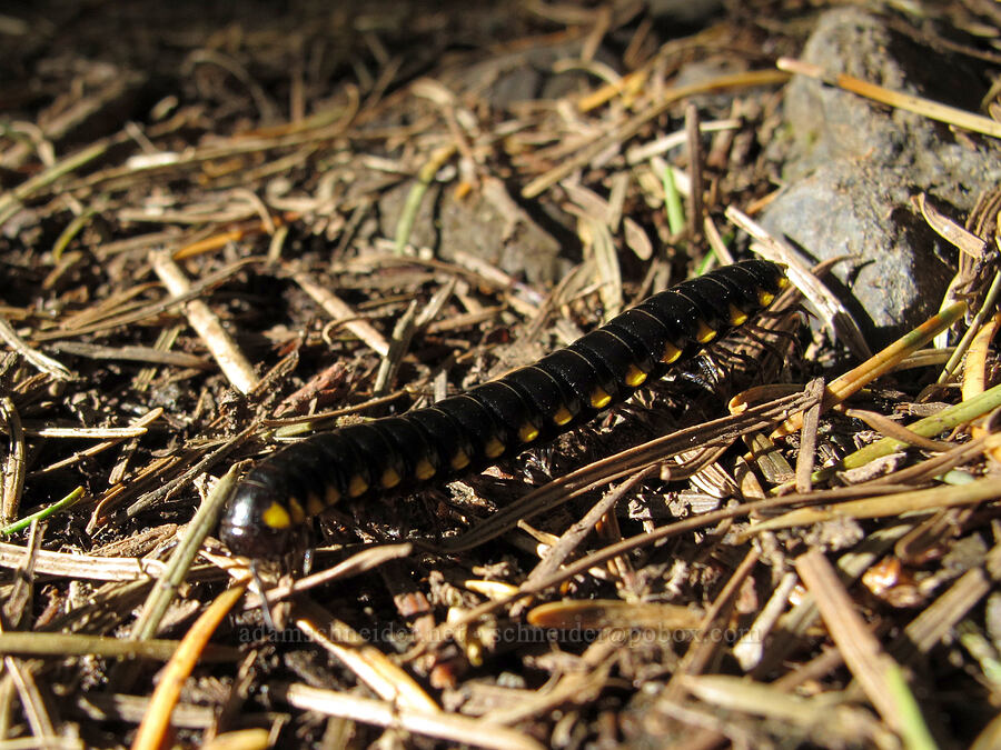 yellow-spotted millipede (Harpaphe haydeniana) [Aldrich-PCT Bypass Trail, Gifford Pinchot National Forest, Skamania County, Washington]