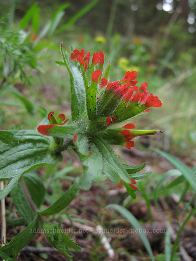 harsh paintbrush (Castilleja hispida) [Heartbreak Ridge Trail, Table Mountain NRCA, Skamania County, Washington]