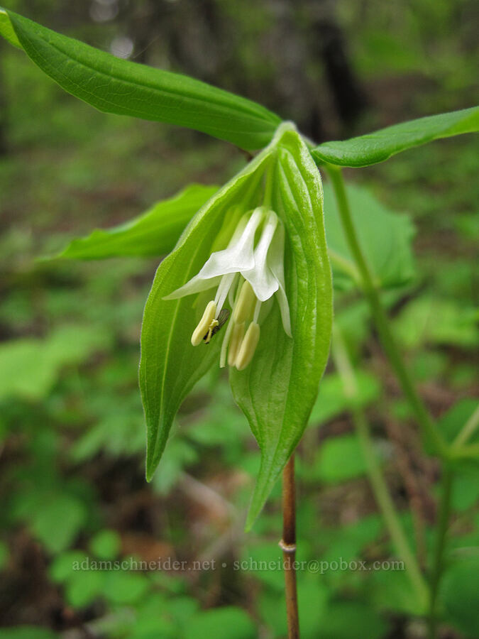 Hooker's fairy bells (Prosartes hookeri (Disporum hookeri)) [Heartbreak Ridge Trail, Table Mountain NRCA, Skamania County, Washington]