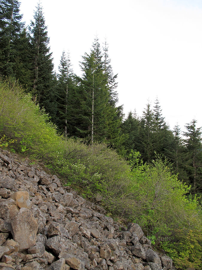 Table Mountain Talus Slope [Heartbreak Ridge Trail, Table Mountain NRCA, Skamania County, Washington]