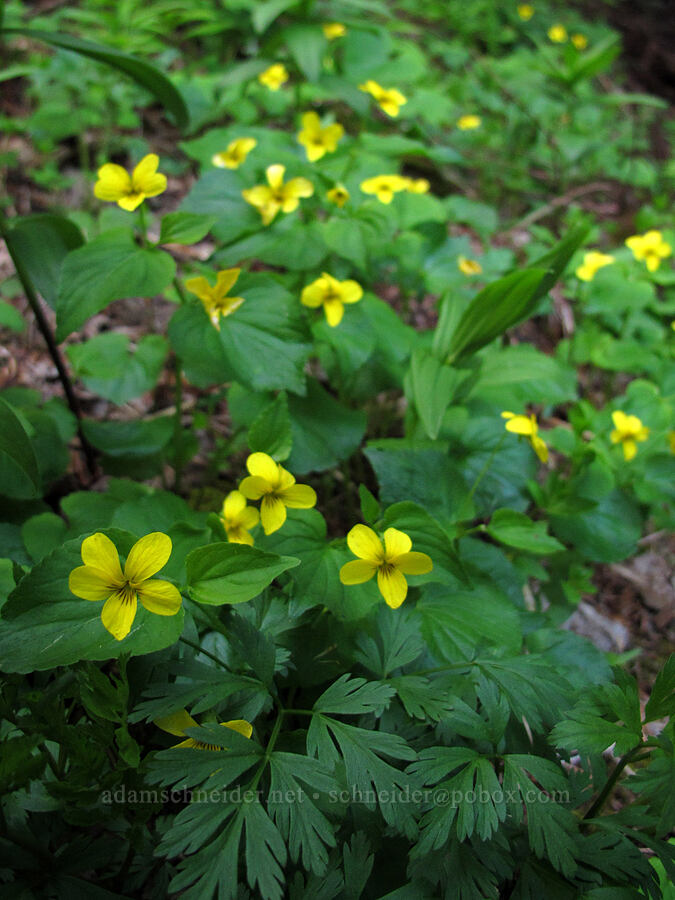stream violets (Viola glabella) [Table Mountain summit, Table Mountain NRCA, Skamania County, Washington]