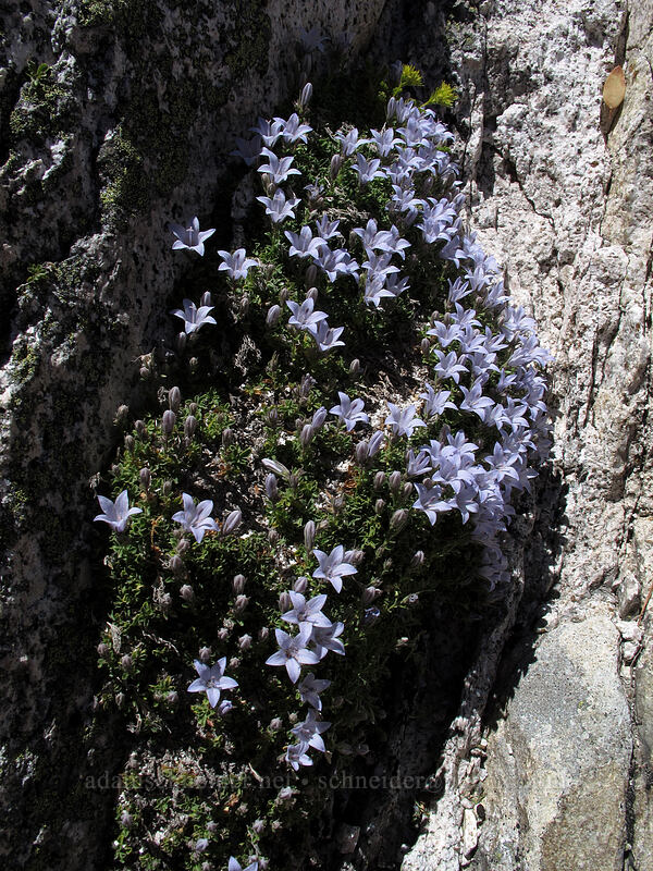 Castle Crags harebells (Campanula shetleri) [Castle Crags, Castle Crags Wilderness, Shasta County, California]