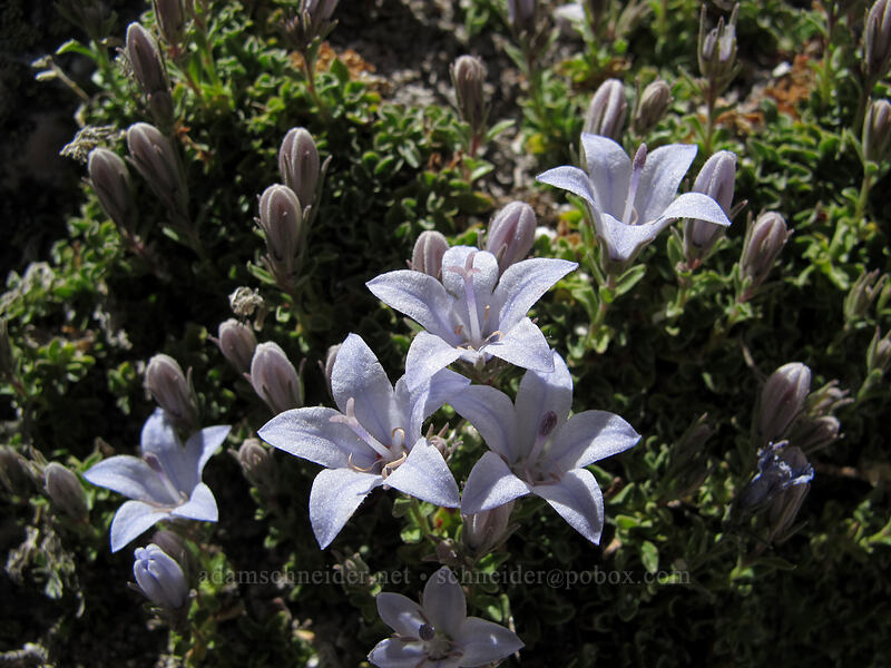 Castle Crags harebells (Campanula shetleri) [Castle Crags, Castle Crags Wilderness, Shasta County, California]