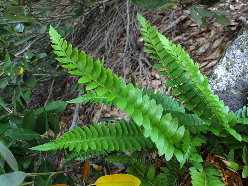 narrow-leaf sword fern (Polystichum imbricans) [Castle Dome Trail, Castle Crags Wilderness, Shasta County, California]