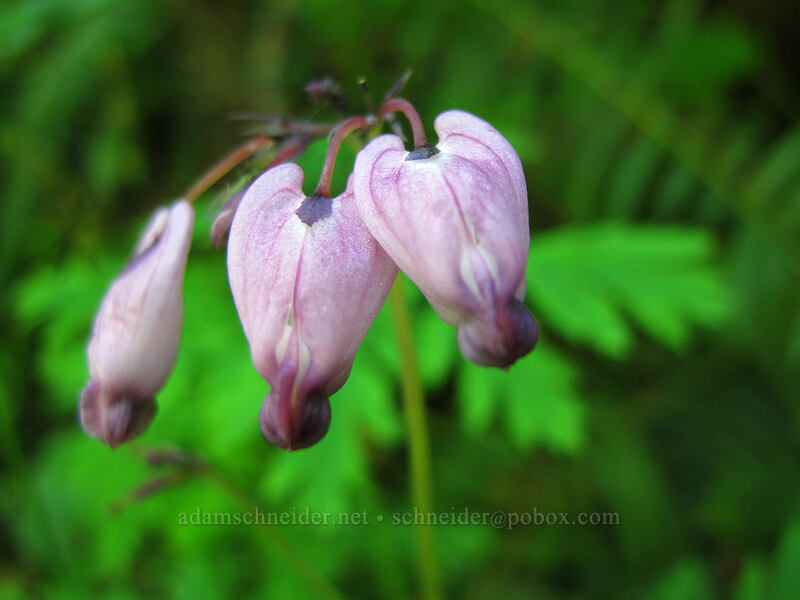 bleeding hearts (Dicentra formosa) [East Hardy Ridge Trail, Beacon Rock State Park, Skamania County, Washington]