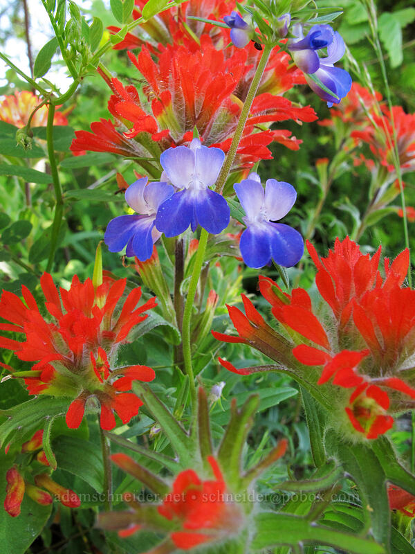 giant blue-eyed Mary & harsh paintbrush (Collinsia grandiflora, Castilleja hispida) [Hardy Ridge, Beacon Rock State Park, Skamania County, Washington]