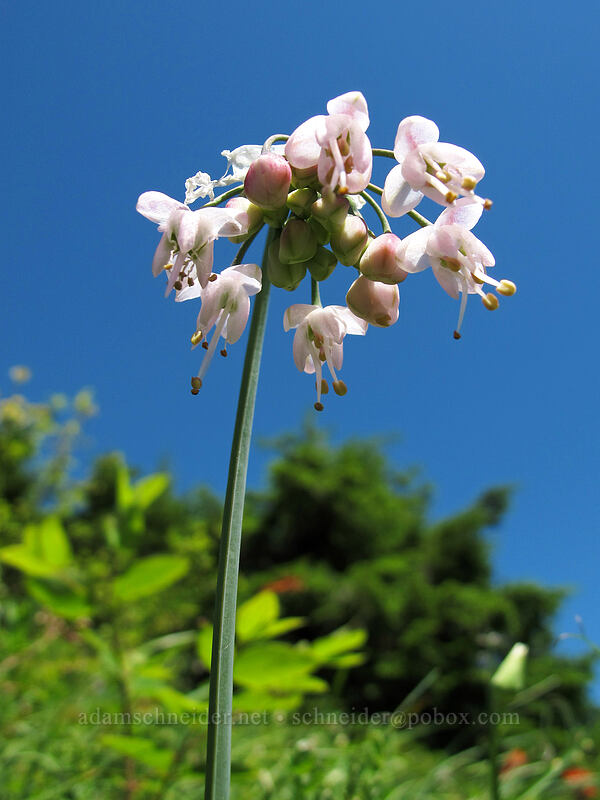 nodding onion (Allium cernuum) [Hardy Ridge, Beacon Rock State Park, Skamania County, Washington]