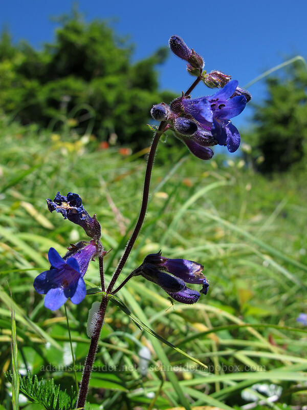 fine-toothed penstemon (?) (Penstemon subserratus) [Hardy Ridge, Beacon Rock State Park, Skamania County, Washington]