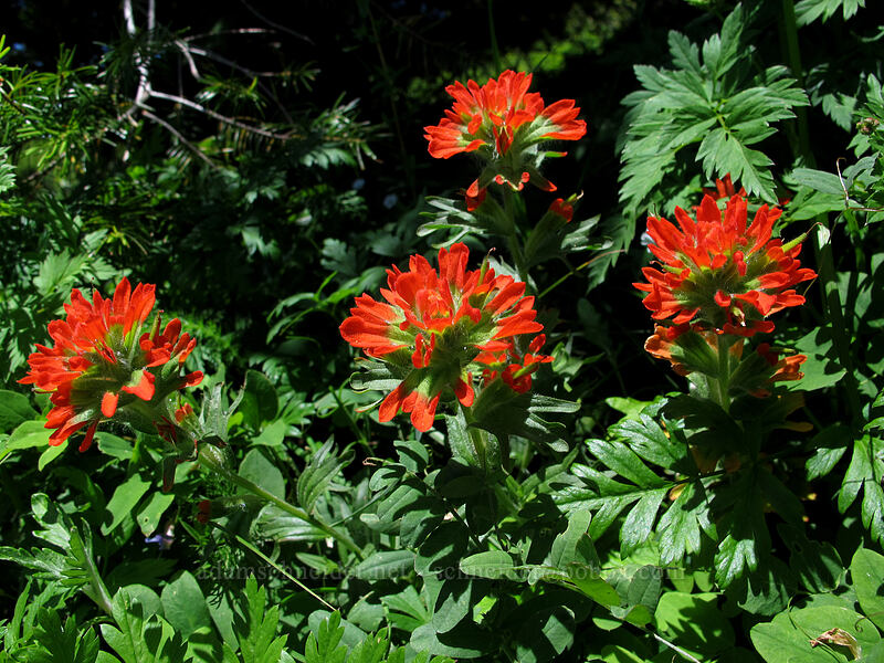 harsh paintbrush (Castilleja hispida) [Hardy Ridge, Beacon Rock State Park, Skamania County, Washington]