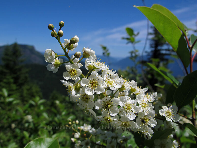 western chokecherry (Prunus virginiana) [Hardy Ridge, Beacon Rock State Park, Skamania County, Washington]