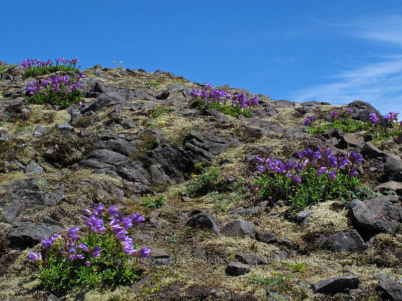 Cardwell's penstemon (Penstemon cardwellii) [Hardy Ridge, Beacon Rock State Park, Skamania County, Washington]