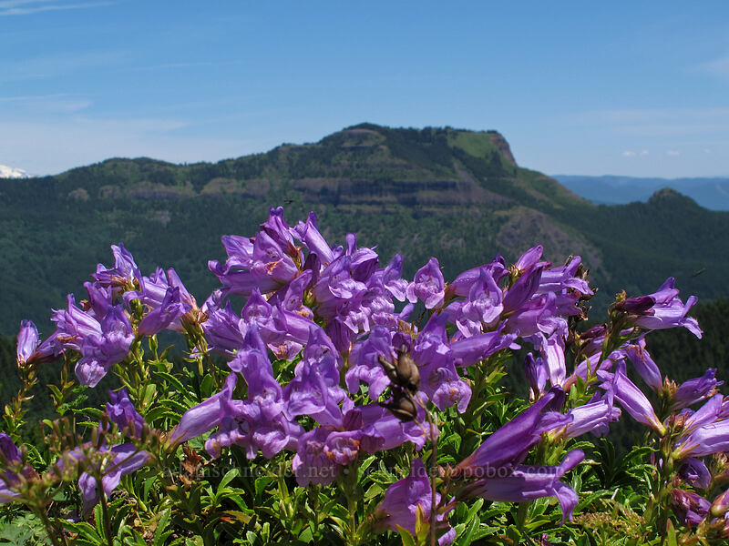 Cardwell's penstemon (Penstemon cardwellii) [Hardy Ridge, Beacon Rock State Park, Skamania County, Washington]
