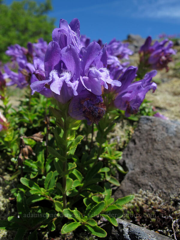 Cardwell's penstemon (Penstemon cardwellii) [Hardy Ridge, Beacon Rock State Park, Skamania County, Washington]