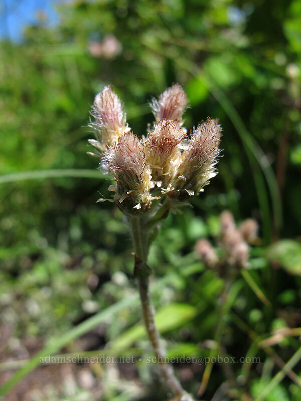 northern pussy-toes (Antennaria howellii ssp. neodioica) [Hardy Ridge, Beacon Rock State Park, Skamania County, Washington]