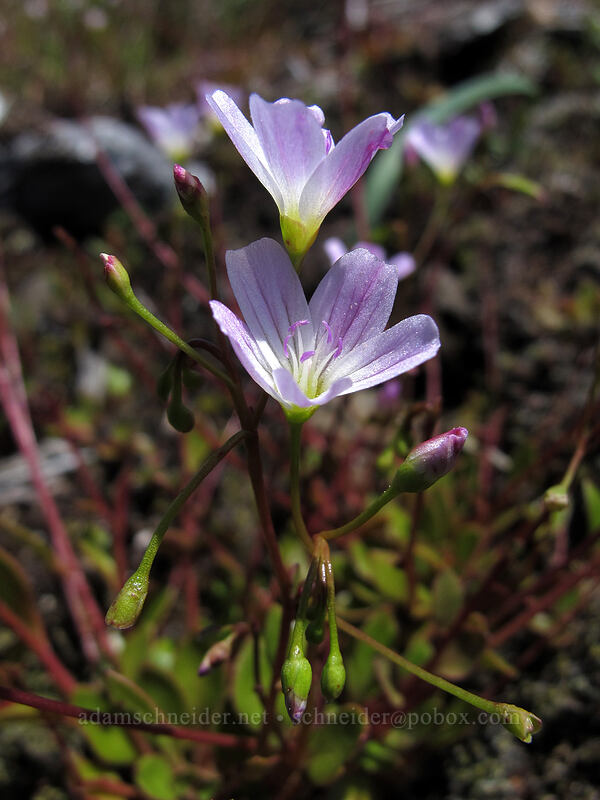 Columbia lewisia (Lewisia columbiana var. columbiana) [Hardy Ridge, Beacon Rock State Park, Skamania County, Washington]