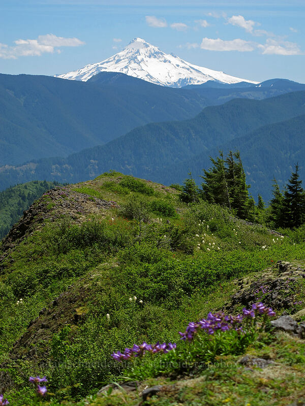 Mt. Hood & Hardy Ridge [Hardy Ridge, Beacon Rock State Park, Skamania County, Washington]