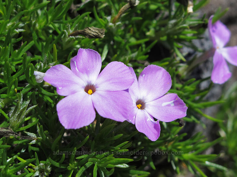 spreading phlox (Phlox diffusa) [Hardy Ridge, Beacon Rock State Park, Skamania County, Washington]