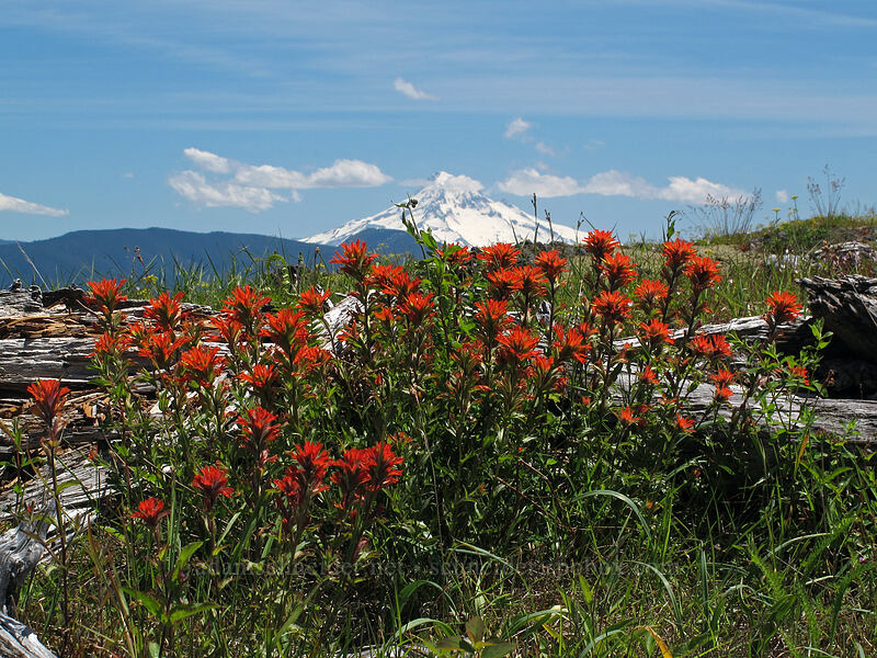paintbrush & Mt. Hood (Castilleja hispida) [Hardy Ridge, Beacon Rock State Park, Skamania County, Washington]