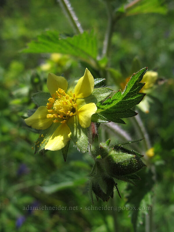 sticky cinquefoil (Drymocallis sp. (Potentilla glandulosa)) [Hardy Ridge, Beacon Rock State Park, Skamania County, Washington]