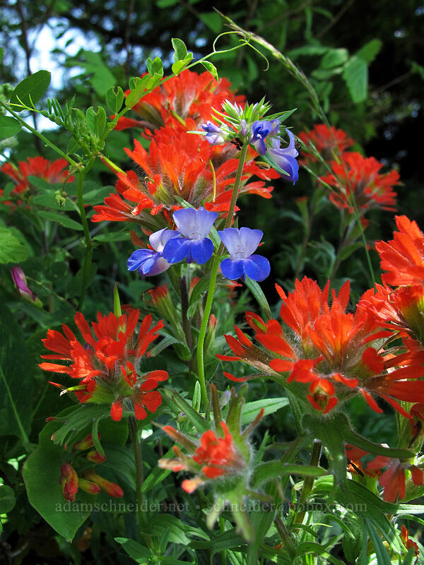 giant blue-eyed Mary & harsh paintbrush (Collinsia grandiflora, Castilleja hispida) [Hardy Ridge, Beacon Rock State Park, Skamania County, Washington]