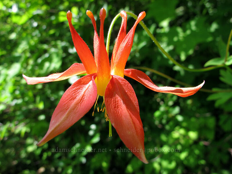 western columbine (Aquilegia formosa) [West Hardy Ridge Trail, Beacon Rock State Park, Skamania County, Washington]