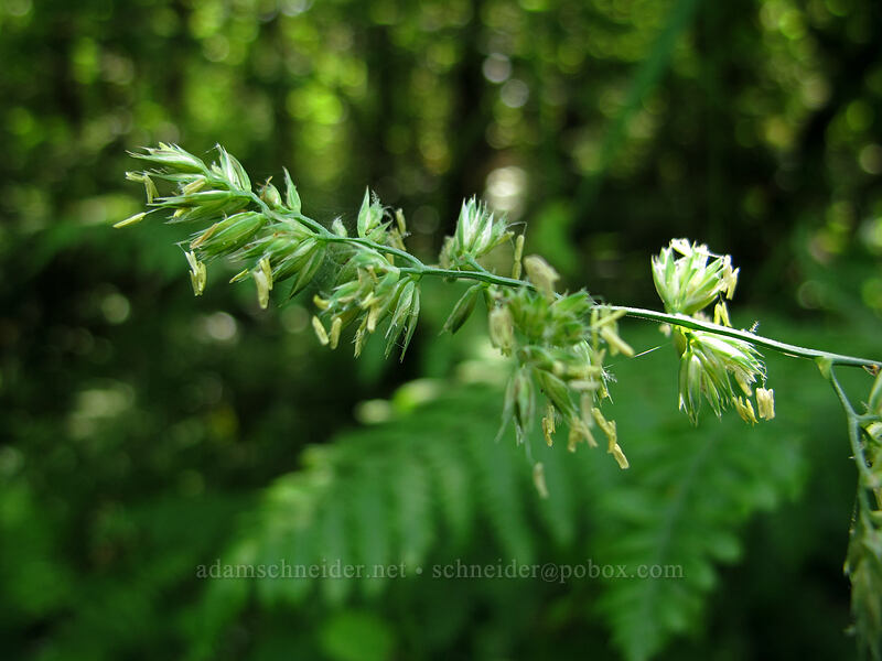 flowering grass [Equestrian Trail, Beacon Rock State Park, Skamania County, Washington]
